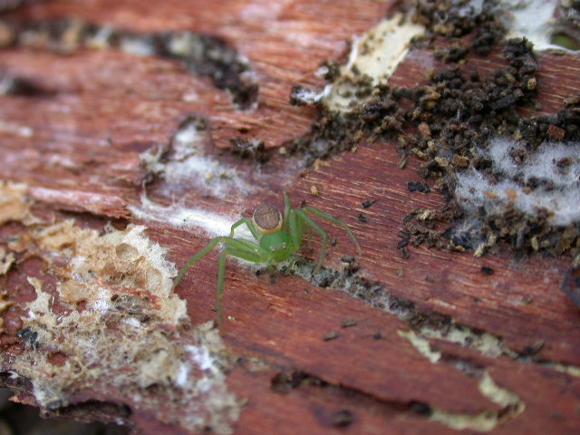 Bella scoperta ...Diaea dorsata